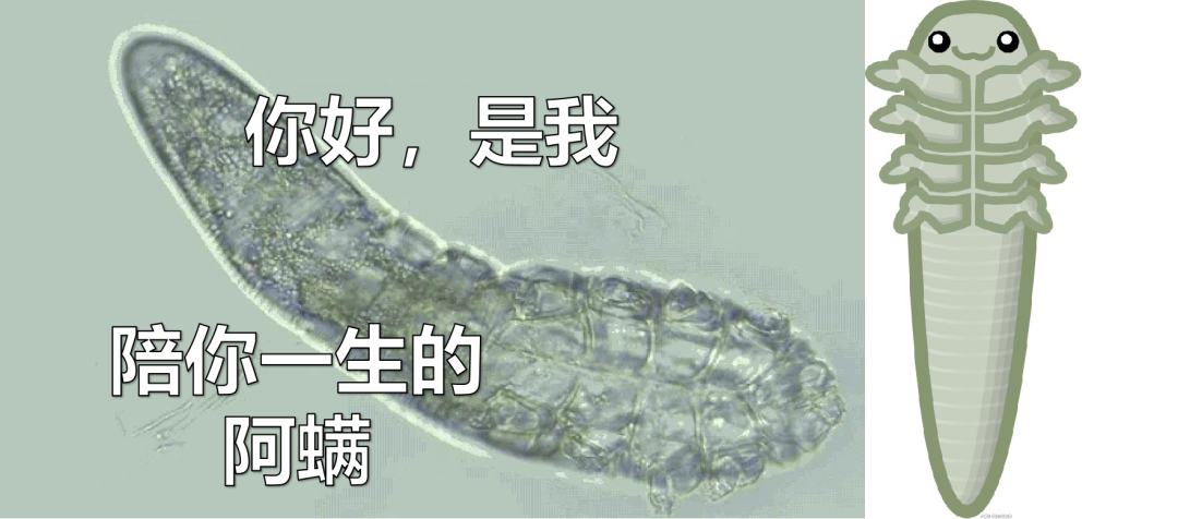 每日一学|你所不知道的螨虫